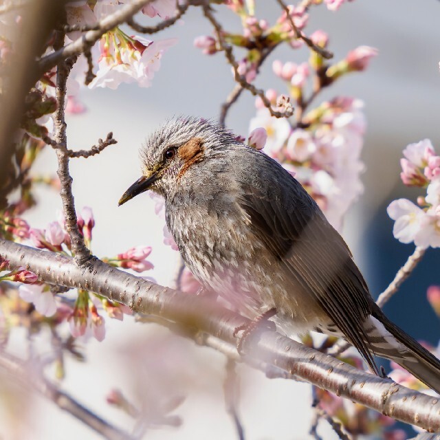 SIGMA(シグマ)のSIGMA 150-600mm F5-6.3 DG DN OS Sports スマホ/家電/カメラのカメラ(レンズ(単焦点))の商品写真