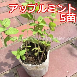 ■アップルミント苗 5株セット発根済み ハーブ野菜苗☆無農薬栽培♪(その他)