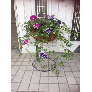 枝垂れ朝顔種　花色ミックス15粒(その他)