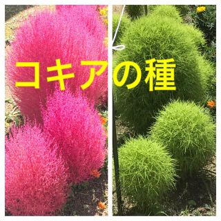 コキア　種　　　　　こきあ　花の種(その他)