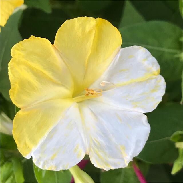 オシロイバナの種(白×黄)  20粒　　　　　花の種 ハンドメイドのフラワー/ガーデン(その他)の商品写真