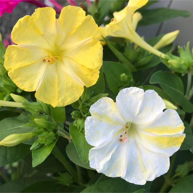 オシロイバナの種(白×黄)  20粒　　　　　花の種 ハンドメイドのフラワー/ガーデン(その他)の商品写真