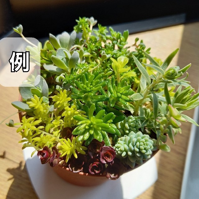 多肉植物 ちび苗+ミックスセダム寄せ植えセットの通販 by ひよこ's