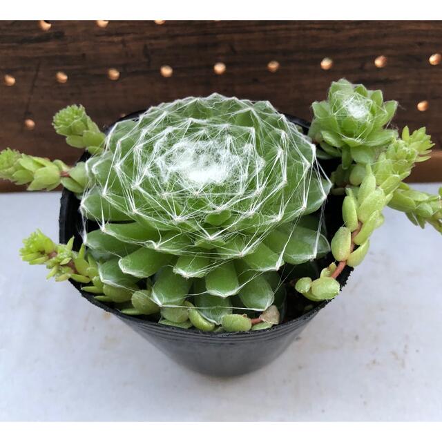 多肉植物 センペルビウム 巻絹 子株付きの通販 by m.taniku|ラクマ 多肉植物 センペルビウム 巻絹 子株付きの通販 by m.taniku|ラクマ