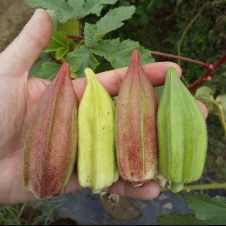 野菜の種 珍しいオクラの種 ダビデの星&ヒルカントリーレッド ミックス10粒(その他)