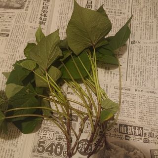 250530様専用ページ。さつまいも苗 紅はるか苗 50本(野菜)