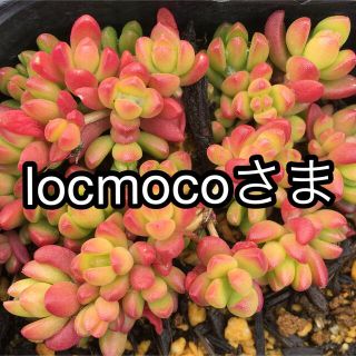 locomoco様専用ヌビゲナム1ポット分根付き抜き苗多肉植物(その他)