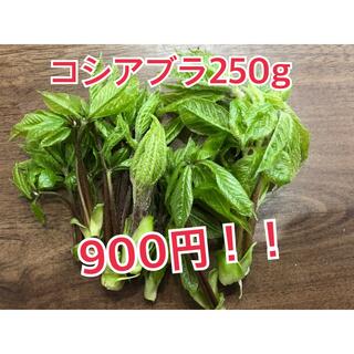信州産コシアブラ250g(野菜)