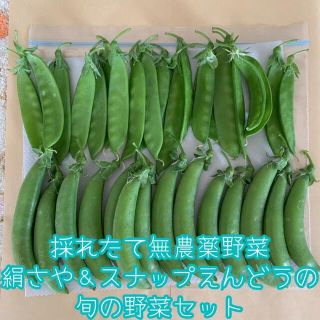 GWスペシャル✨採れたて無農薬野菜＊絹さや＆スナップえんどう＊旬の野菜セット＊(野菜)