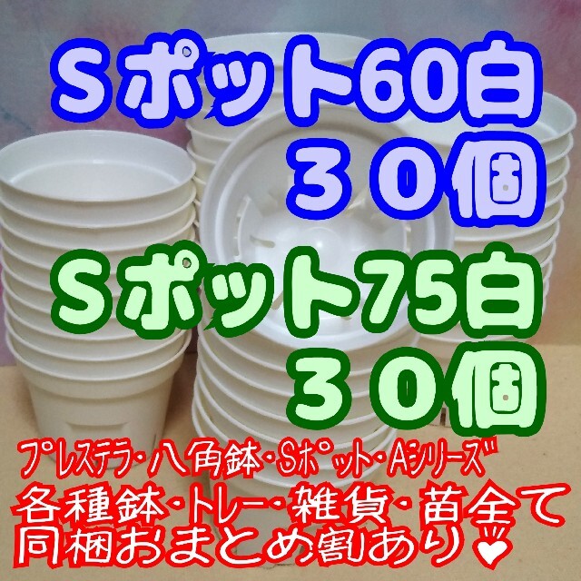 プラ鉢 《Ｓポット丸型60＆75》 白 各30個 プレステラ 多肉植物 プラ鉢 ハンドメイドのフラワー/ガーデン(プランター)の商品写真