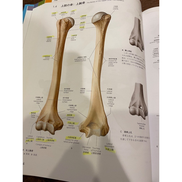 プロメテウス解剖学アトラス 解剖学総論/運動器系 第3版 - 健康/医学 プロメテウス解剖学アトラス 解剖学総論/運動器系 第3版 - 健康/医学