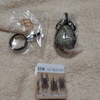 甲虫採集標本　グラントシロカブト(その他)