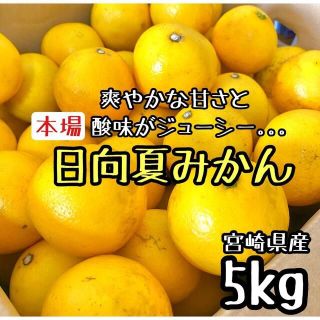 お買い得◎宮崎県産 日向夏 家庭用 5kg みかん好きにも(フルーツ)