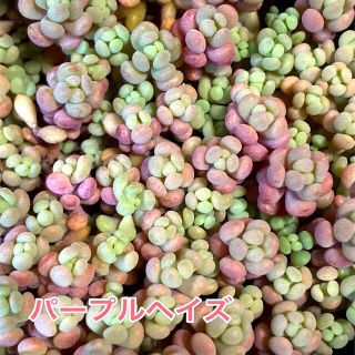 多肉植物 セダム パープルヘイズ カット苗(その他)