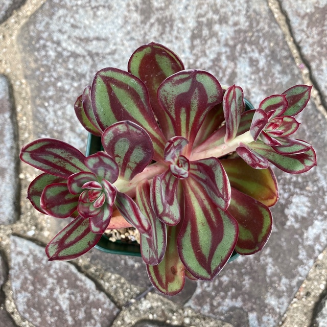 多肉 紅司 抜き苗 5/21撮影しましたの通販 by よっちん's shop 多肉 紅司 抜き苗 5/21撮影しましたの通販 by よっちん's shop