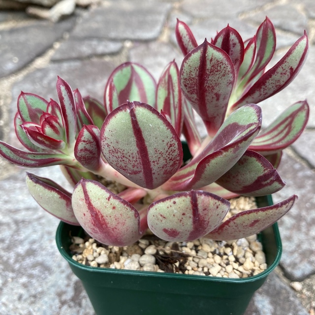多肉 紅司 抜き苗 5/21撮影しましたの通販 by よっちん's shop 多肉 紅司 抜き苗 5/21撮影しましたの通販 by よっちん's shop