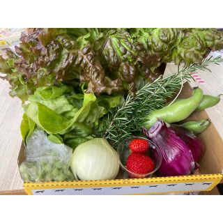 香川県産無農薬野菜詰め合せ、コンパクトBOXいっぱい(野菜)