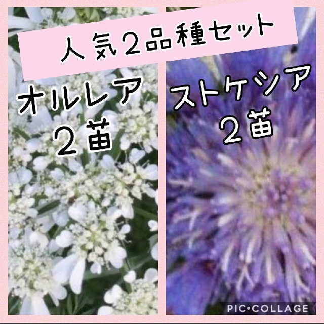 ストケシア × ２苗オルレア × ２苗 ハンドメイドのフラワー/ガーデン(その他)の商品写真