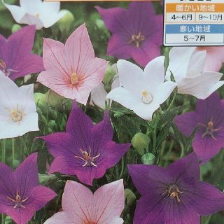 花の種       桔梗ミックス＋オマケ(その他)