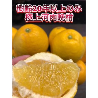 濃い味 河内晩柑 美生柑 宇和ゴールド 愛媛県宇和島市産(フルーツ)