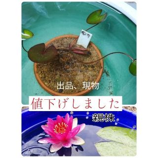 値下げ　温帯性睡蓮　赤系②(その他)