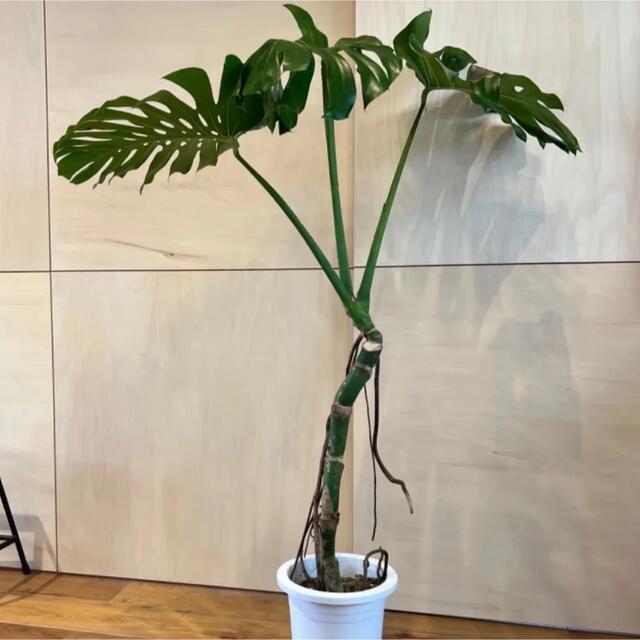 Monstera モンステラ　デリシオーサ　幹上がり　幹立ち　デリシオサ