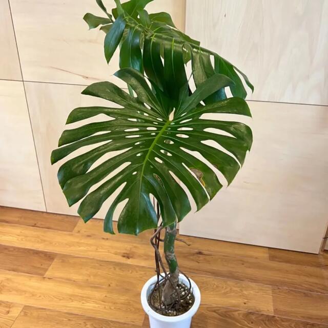 Monstera モンステラ　デリシオーサ　幹上がり　幹立ち　デリシオサ