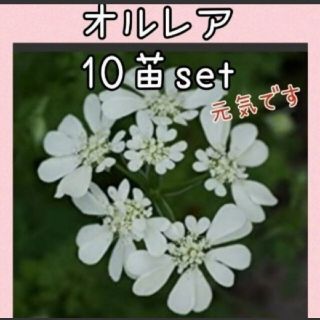 オルレアレースフラワー 花苗 10株set(その他)