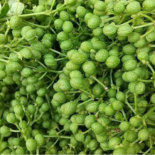 舗 無農薬 山椒の実100g unki.fi