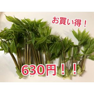 お買い得コシアブラ(野菜)