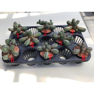 多肉植物 ユーホルビア オベサブロー(その他)