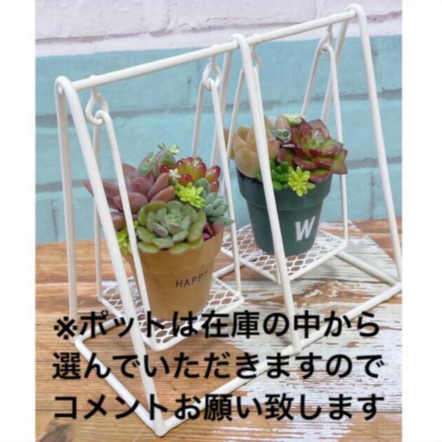 多肉植物　寄せ植え ハンドメイドのフラワー/ガーデン(その他)の商品写真