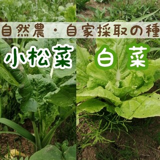 【自然農・自家採種】白菜&小松菜の種　たっぷり3g 春蒔き◎プランター◎家庭菜園(野菜)