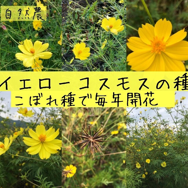 【自然農・自家採種】イエローコスモスの種　キバナコスモス　黄花秋桜　花畑　花束✿ 食品/飲料/酒の食品(野菜)の商品写真