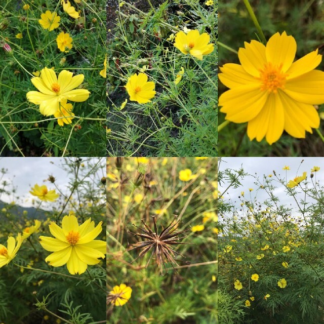 【自然農・自家採種】イエローコスモスの種　キバナコスモス　黄花秋桜　花畑　花束✿ 食品/飲料/酒の食品(野菜)の商品写真