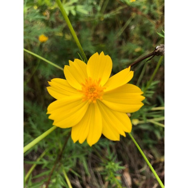 【自然農・自家採種】イエローコスモスの種　キバナコスモス　黄花秋桜　花畑　花束✿ 食品/飲料/酒の食品(野菜)の商品写真