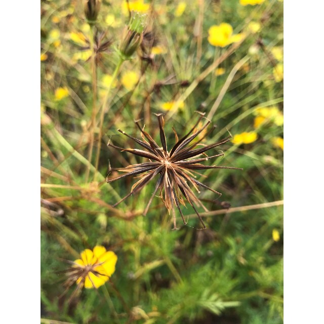 【自然農・自家採種】イエローコスモスの種　キバナコスモス　黄花秋桜　花畑　花束✿ 食品/飲料/酒の食品(野菜)の商品写真