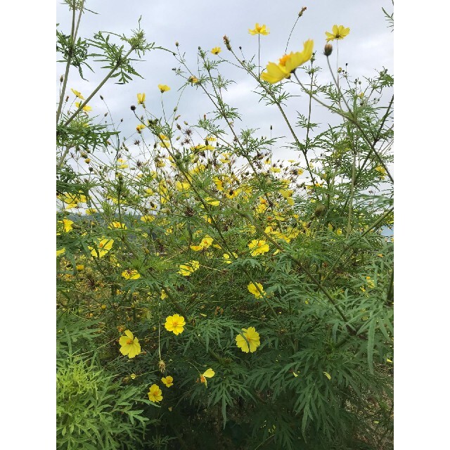 【自然農・自家採種】イエローコスモスの種　キバナコスモス　黄花秋桜　花畑　花束✿ 食品/飲料/酒の食品(野菜)の商品写真