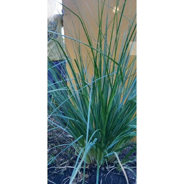 パンパスグラス 苗 大苗 大株 観葉植物 ガーデニング-