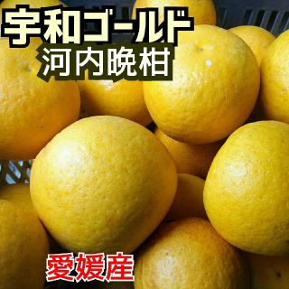 愛媛産【農家直送】☆河内晩柑(宇和ゴールド)☆家庭用 15ｷﾛ箱(フルーツ)