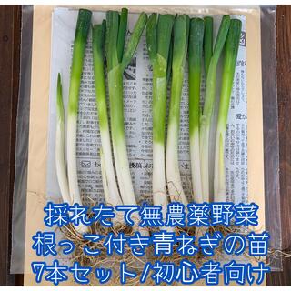 増量‼︎無農薬野菜＊根っこ付き青ねぎの苗＊7本セット＊初心者向＊プランター(野菜)