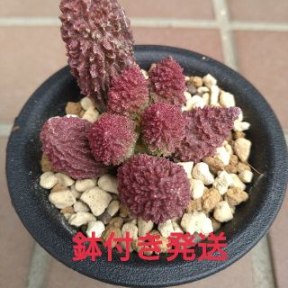 多肉植物　アドロミスクス　ヘレイ　レッドドリアン(その他)