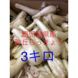 鹿児島県産砂丘らっきょうMサイズ3キロ(野菜)