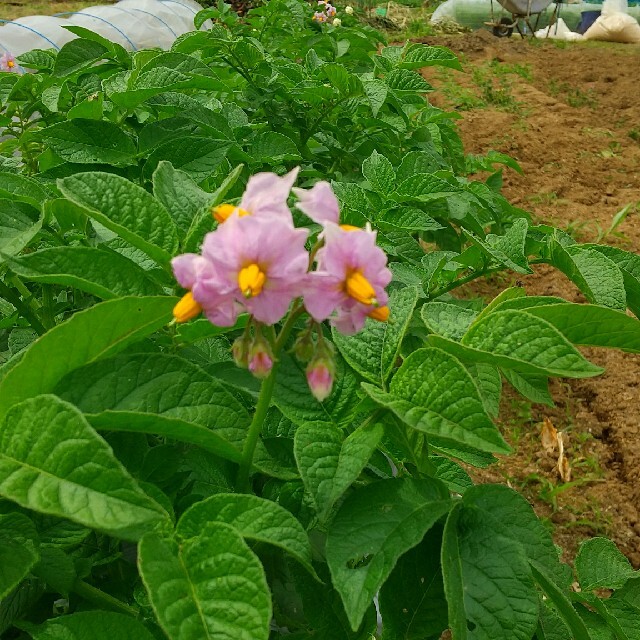 新鮮野菜 10種類の乾燥野菜おまかせMIX 150g×1袋 簡単お手軽超便利 食品/飲料/酒の食品(野菜)の商品写真