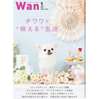 最新号⭐︎ Wan 2022年 5月号 チワワ　雑誌　いぬのきもち(犬)