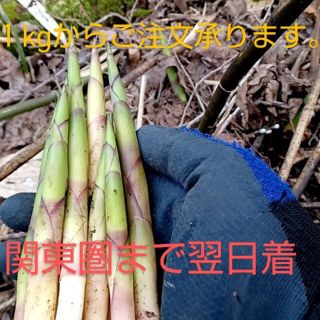 青森産 天然根曲がり竹１kgから(野菜)