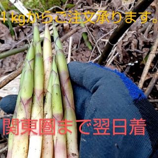 青森産 天然根曲がり竹１kgから(野菜)