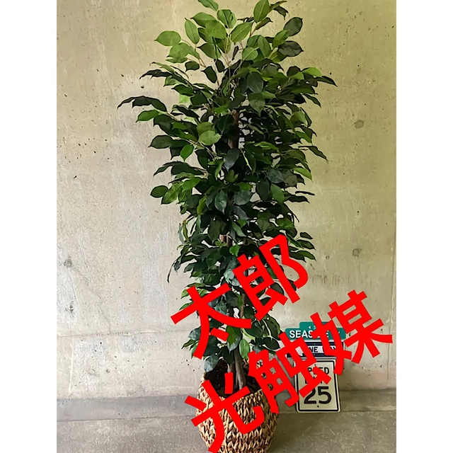 光触媒　人工観葉植物　ウォールグリーン　ゴールデンフィカス1.0