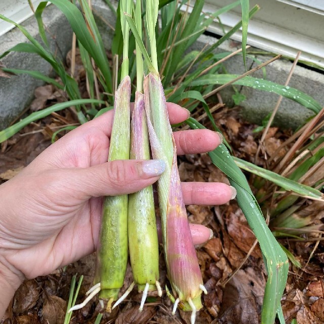 紫レモングラス大きめ３本最高の香り 食品/飲料/酒の食品(野菜)の商品写真