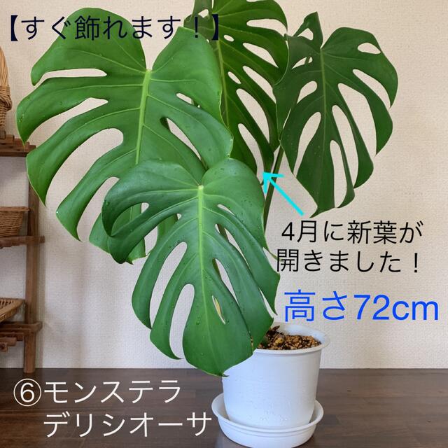 ナチュラ 【すぐ飾れます!】モンステラ デリシオーサ ⑥ 高さ72cm ...